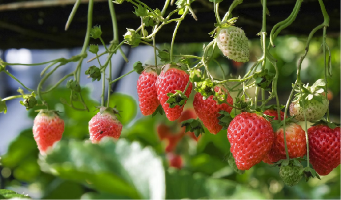 Cultivo de fresas